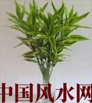 德阳十二生肖养什么植物最旺财运？你知道吗！